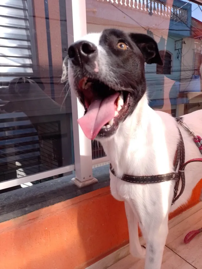 Cachorro raça Vira-lata idade 2 anos nome Yang