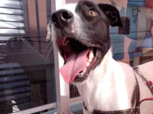 Cachorro raça Vira-lata idade 2 anos nome Yang
