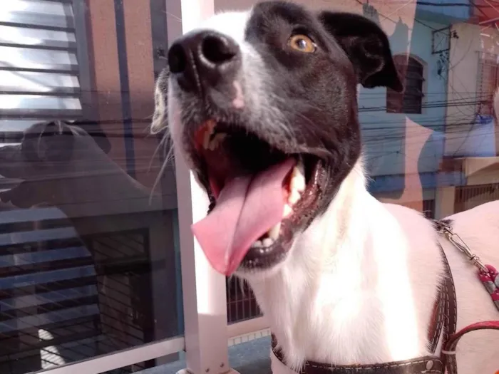 Cachorro raça Vira-lata idade 2 anos nome Yang