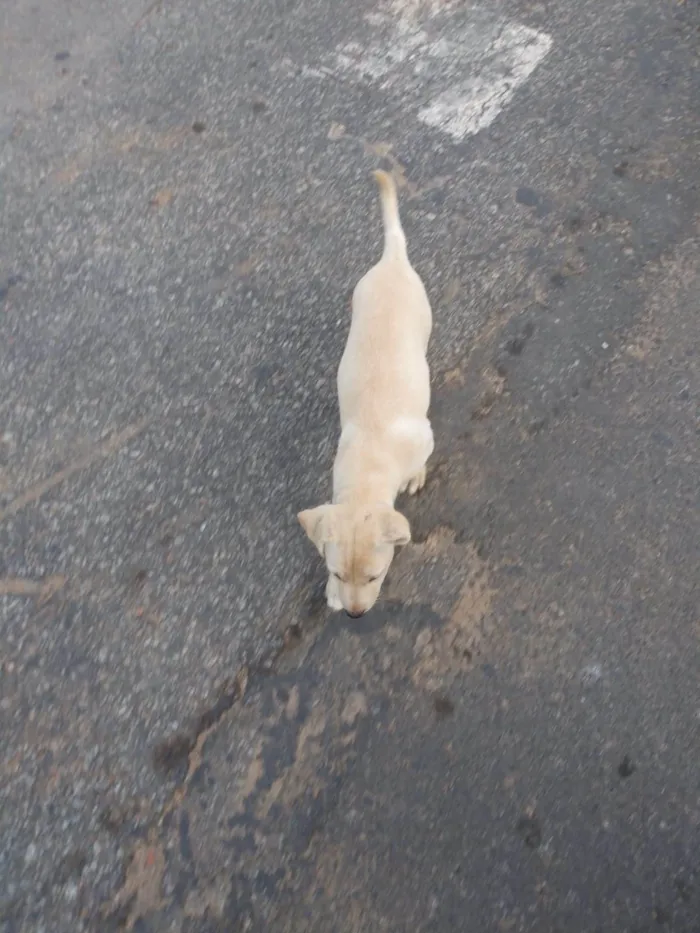 Cachorro raça Labrador idade 2 a 6 meses nome Sem nome