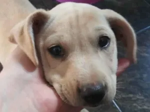 Cachorro raça Labrador idade 2 a 6 meses nome Sem nome