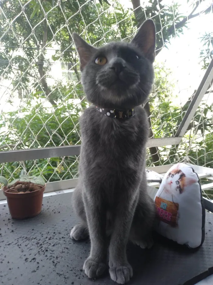 Gato ra a SRD-ViraLata idade 7 a 11 meses nome Napoleão 