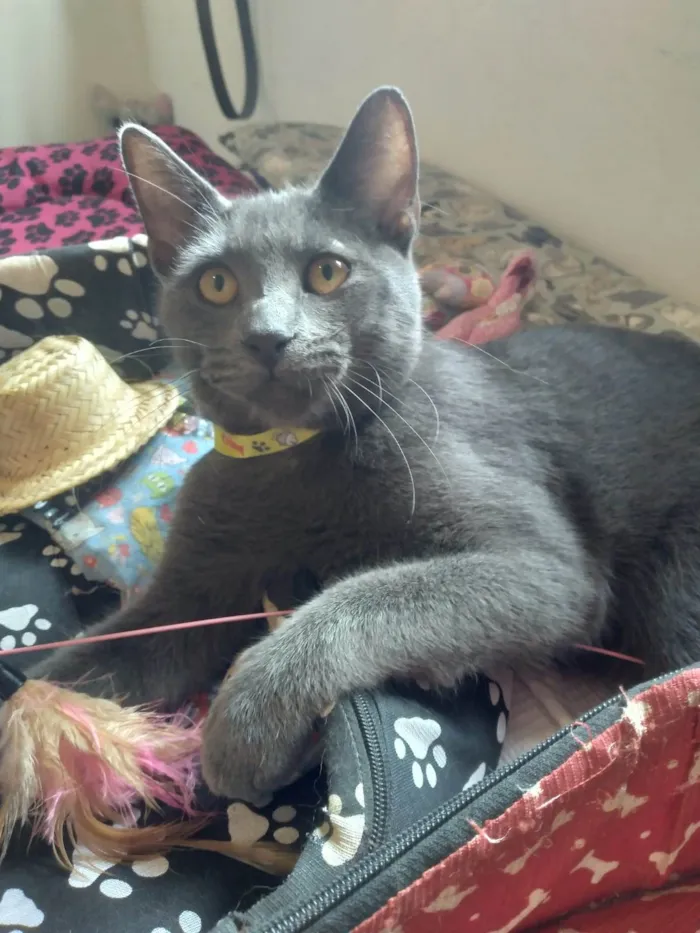 Gato ra a SRD-ViraLata idade 7 a 11 meses nome Napoleão 