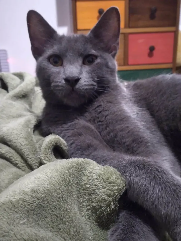 Gato ra a SRD-ViraLata idade 7 a 11 meses nome Napoleão 