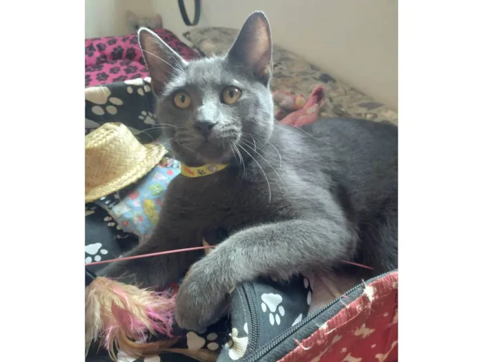 Gato ra a SRD-ViraLata idade 7 a 11 meses nome Napoleão 