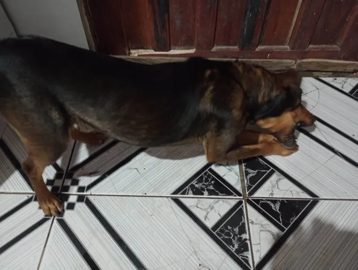 Cachorro ra a Vira lata  idade 2 anos nome Marrom 