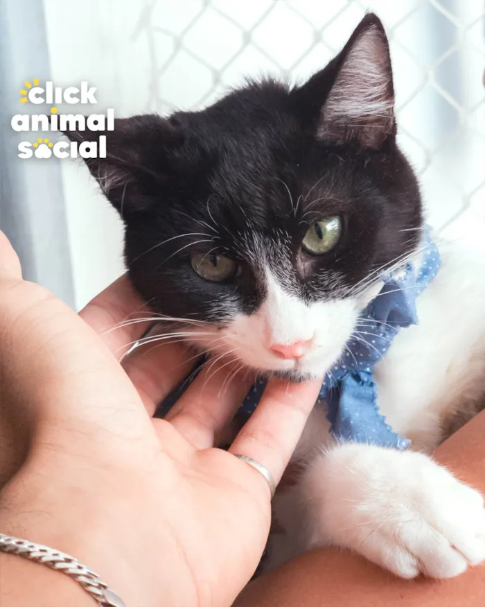 Gato ra a SRD-ViraLata idade 2 a 6 meses nome CROC