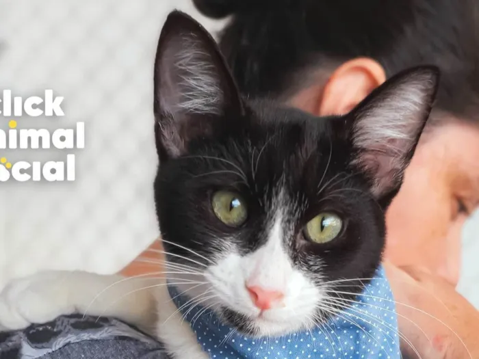 Gato ra a SRD-ViraLata idade 2 a 6 meses nome CROC