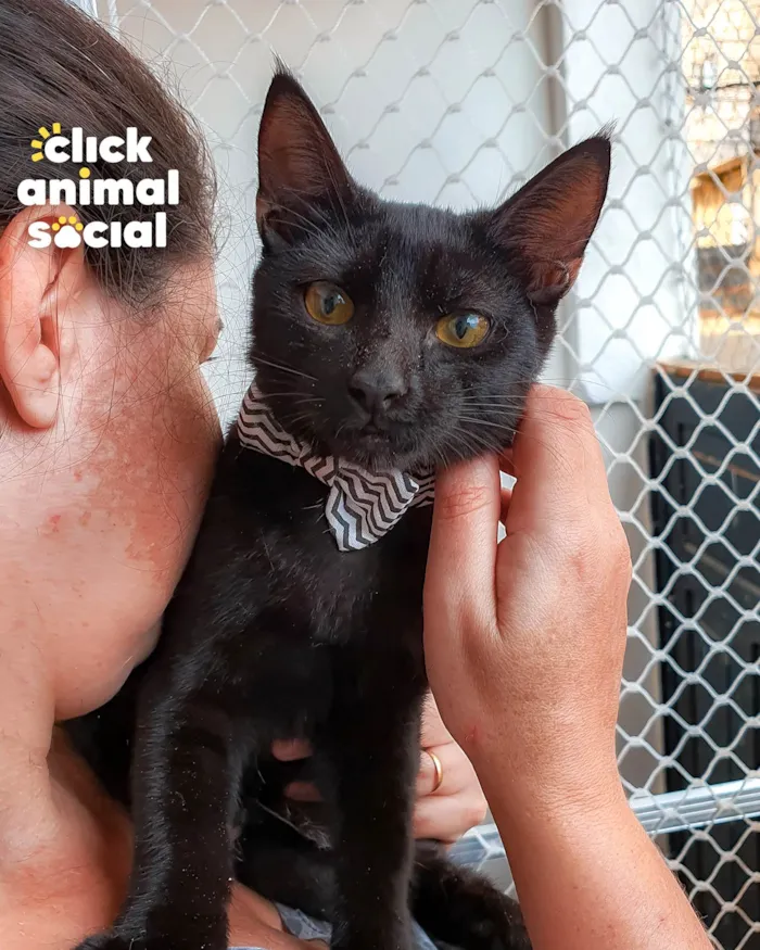 Gato ra a SRD-ViraLata idade 2 a 6 meses nome BLACK