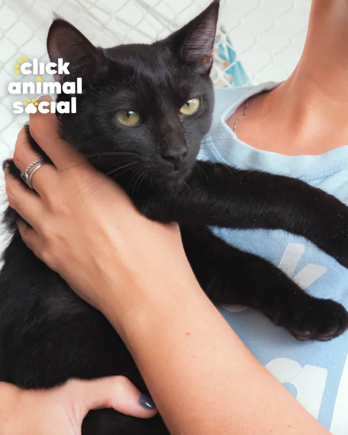 Gato ra a SRD-ViraLata idade 2 a 6 meses nome BLACK