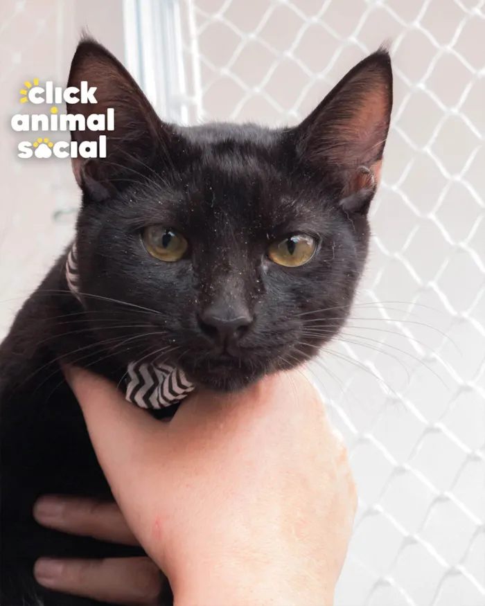 Gato ra a SRD-ViraLata idade 2 a 6 meses nome BLACK