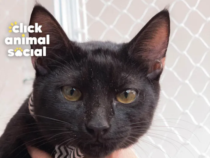 Gato ra a SRD-ViraLata idade 2 a 6 meses nome BLACK