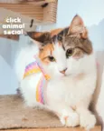 SUSI