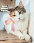 SUSI