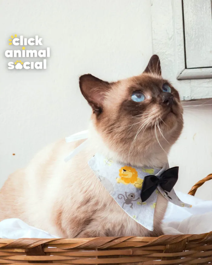 Gato ra a SRD-ViraLata idade 2 anos nome CONNOR
