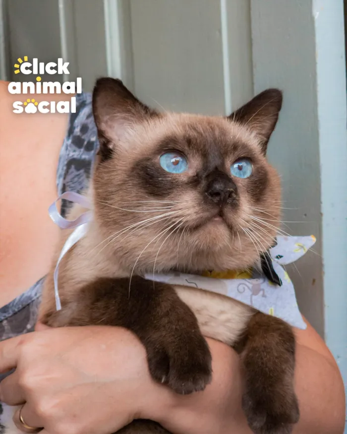 Gato ra a SRD-ViraLata idade 2 anos nome CONNOR
