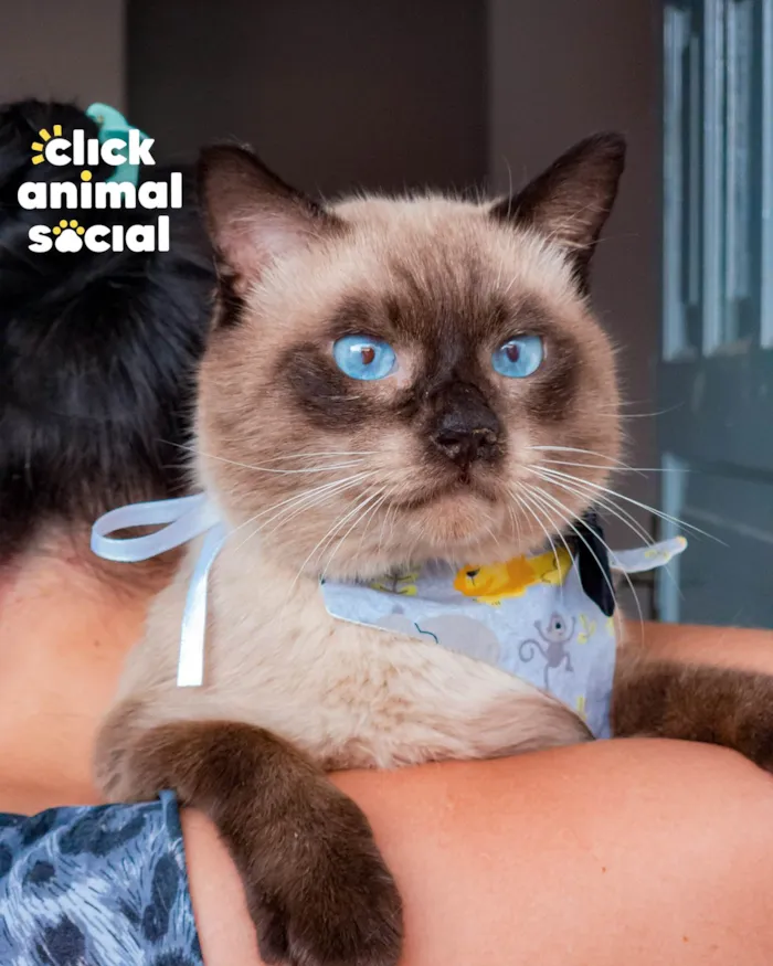 Gato ra a SRD-ViraLata idade 2 anos nome CONNOR