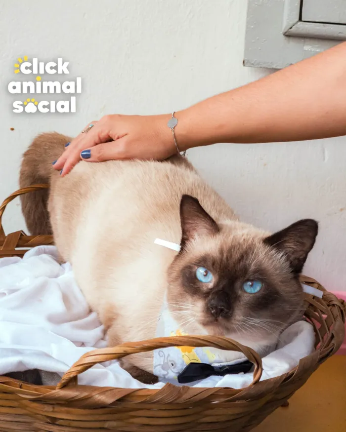 Gato ra a SRD-ViraLata idade 2 anos nome CONNOR