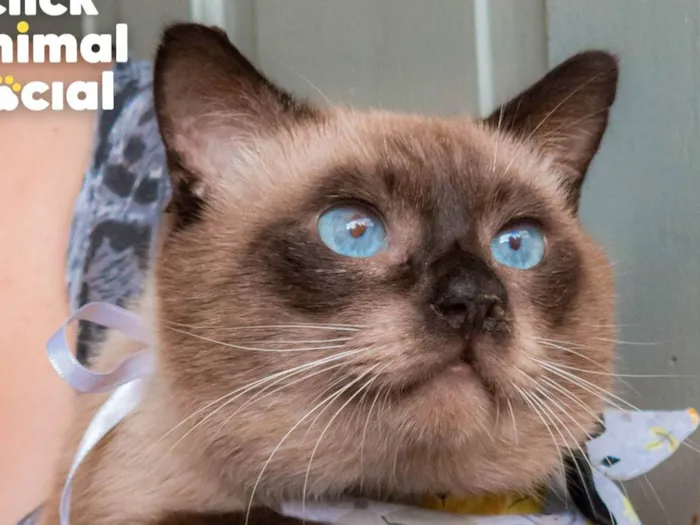 Gato ra a SRD-ViraLata idade 2 anos nome CONNOR