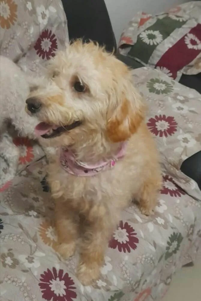Cachorro raça  idade 1 ano nome Ester