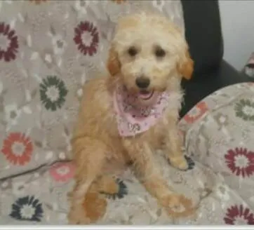 Cachorro raça  idade 1 ano nome Ester