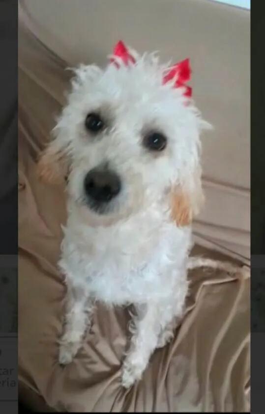 Cachorro raça  idade 1 ano nome Ester