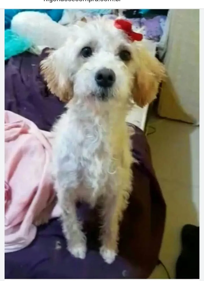 Cachorro raça  idade 1 ano nome Ester