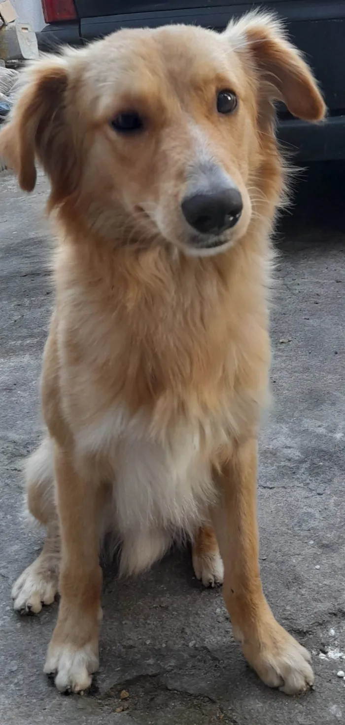 Cachorro ra a SRD-ViraLata idade 1 ano nome Caramelo 