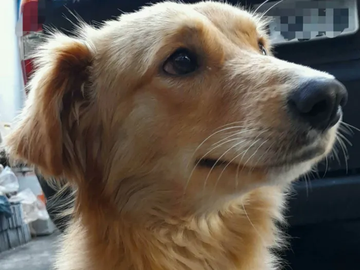 Cachorro ra a SRD-ViraLata idade 1 ano nome Caramelo 