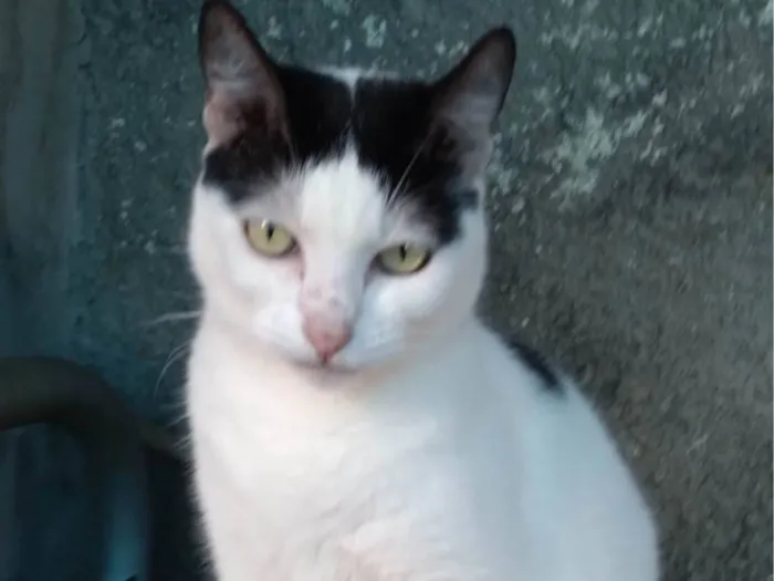 Gato ra a SRD-ViraLata idade 2 anos nome Samira kate