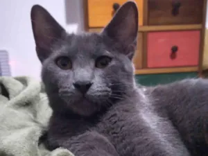 Gato raça SRD-ViraLata idade 7 a 11 meses nome Napoleão 