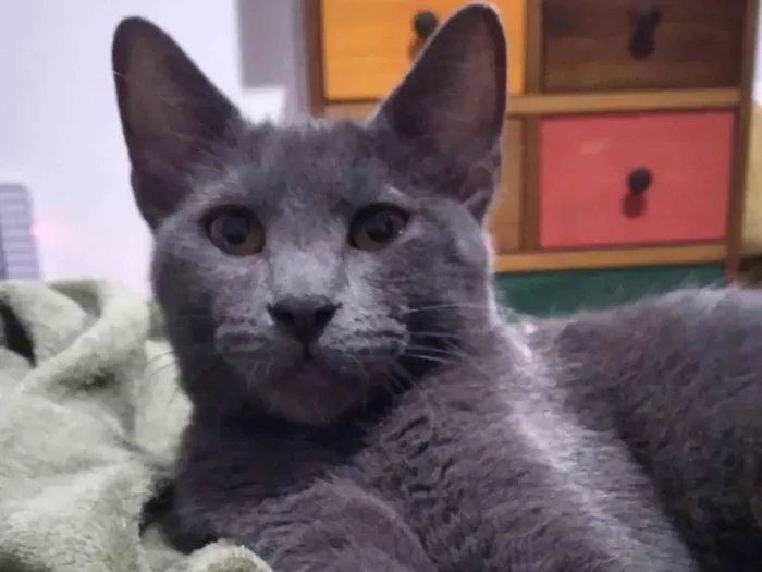 Gato ra a SRD-ViraLata idade 7 a 11 meses nome Napoleão 