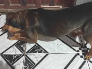 Cachorro raça Vira lata  idade 2 anos nome Marrom 