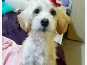 Cachorro raça  idade 1 ano nome Ester