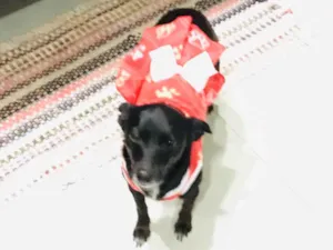 Cachorro raça SRD idade 3 anos nome Bijú