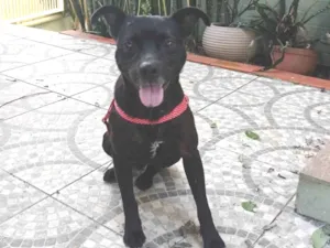 Cachorro raça SRD idade 2 anos nome Tião