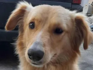 Cachorro raça SRD-ViraLata idade 1 ano nome Caramelo 