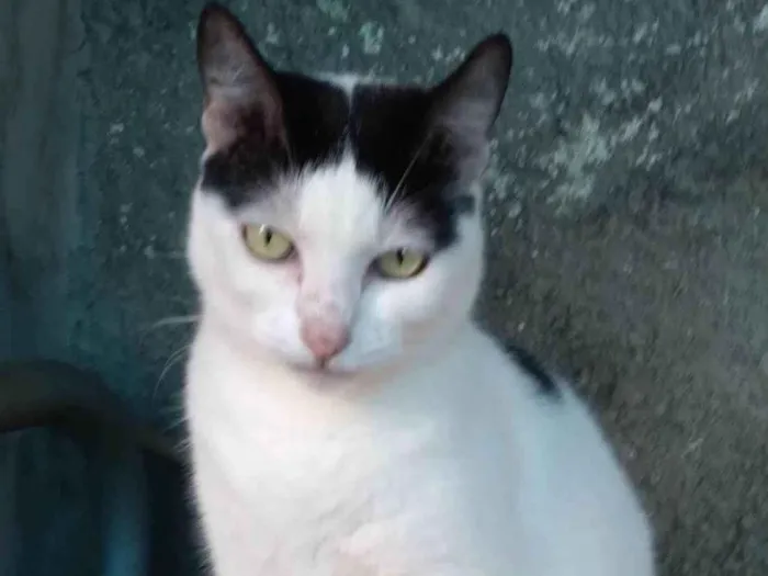 Gato ra a SRD-ViraLata idade 2 anos nome Samira kate
