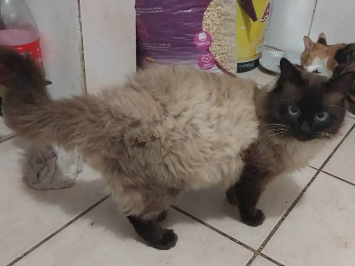 Gato raça mestiço de siames idade 3 anos nome Sheik