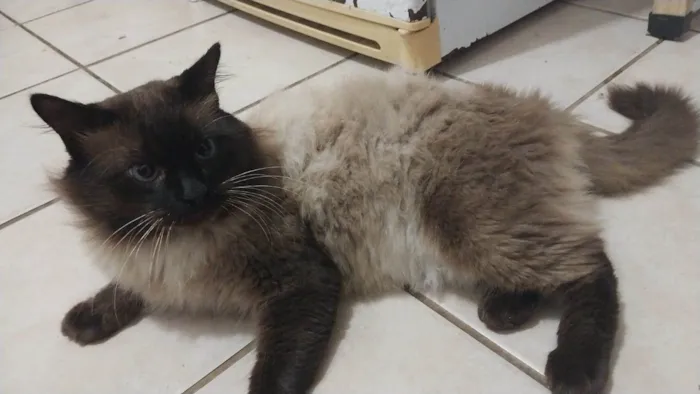 Gato raça mestiço de siames idade 3 anos nome Sheik