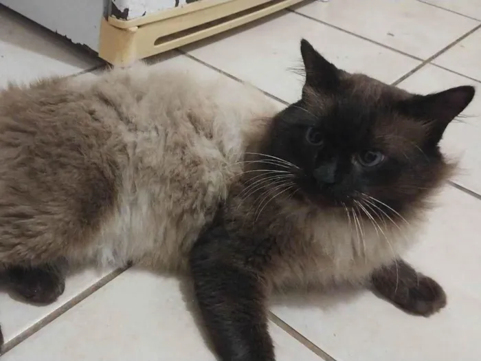 Gato raça mestiço de siames idade 3 anos nome Sheik