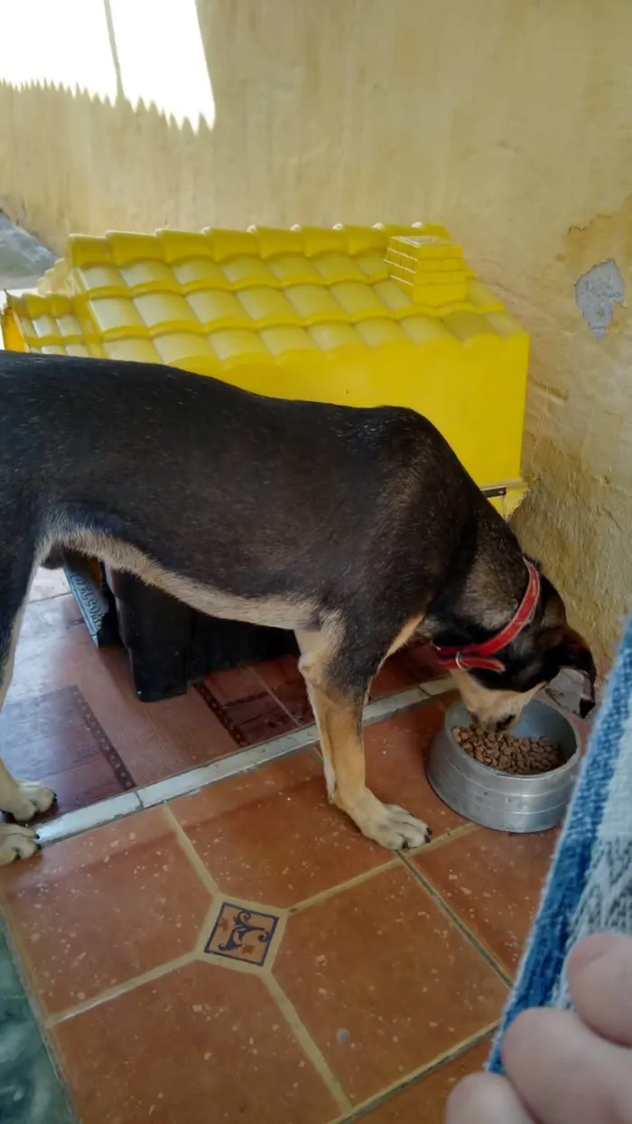 Cachorro ra a Vira lata idade 2 anos nome Ronald