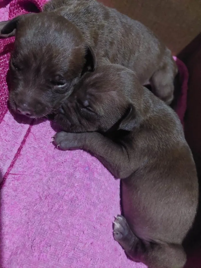 Cachorro raça SRD-ViraLata idade Abaixo de 2 meses nome Layka/ Bilbo/Balu