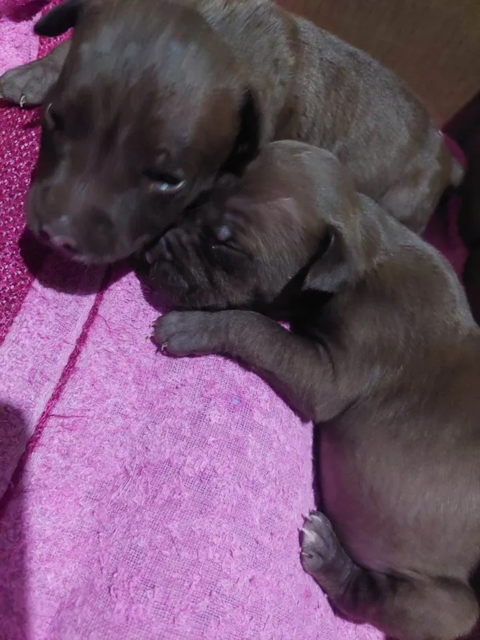 Cachorro raça SRD-ViraLata idade Abaixo de 2 meses nome Layka/ Bilbo/Balu