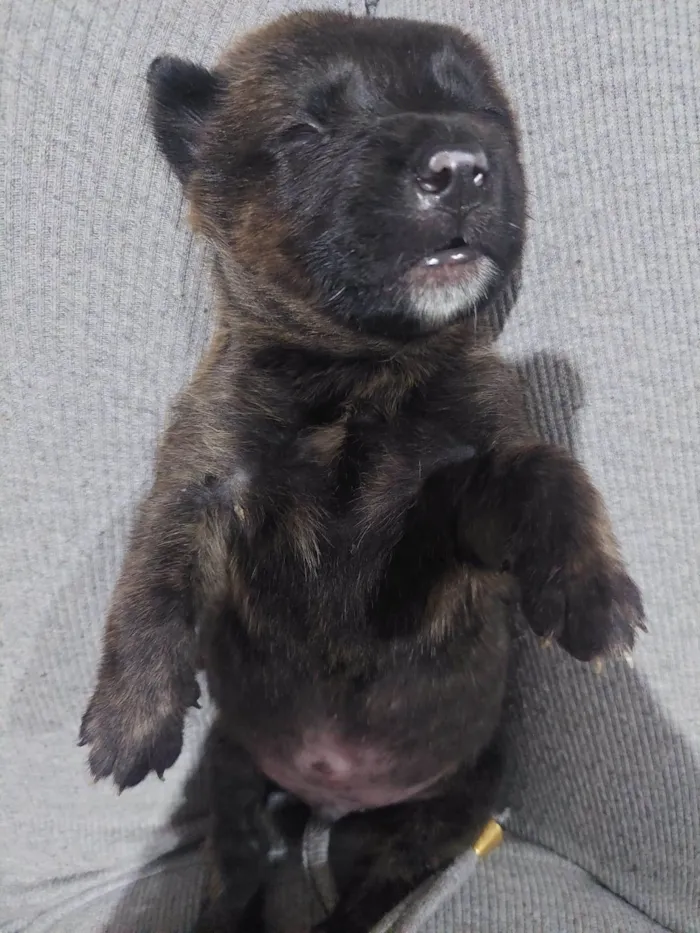 Cachorro raça SRD-ViraLata idade Abaixo de 2 meses nome Layka/ Bilbo/Balu