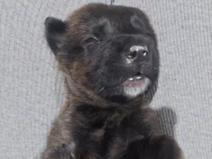 Cachorro raça SRD-ViraLata idade Abaixo de 2 meses nome Layka/ Bilbo/Balu