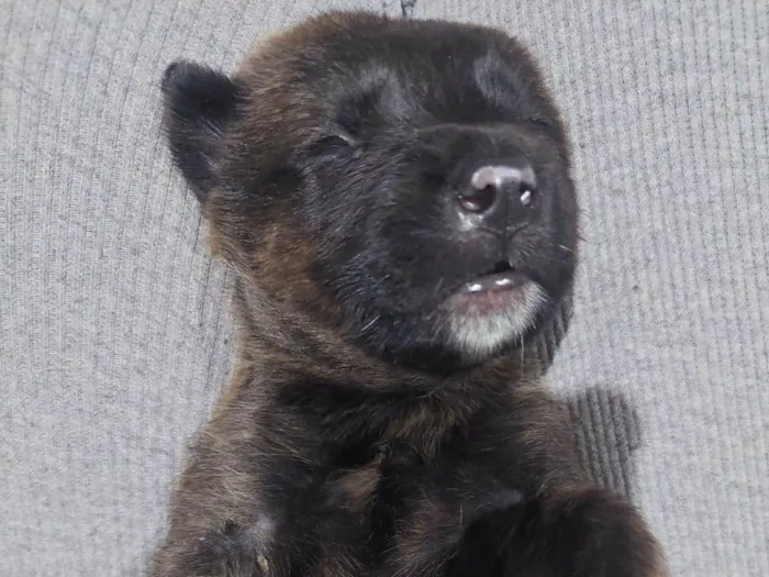 Cachorro raça SRD-ViraLata idade Abaixo de 2 meses nome Layka/ Bilbo/Balu