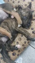 Cachorro raça SRD idade Abaixo de 2 meses nome filhotes