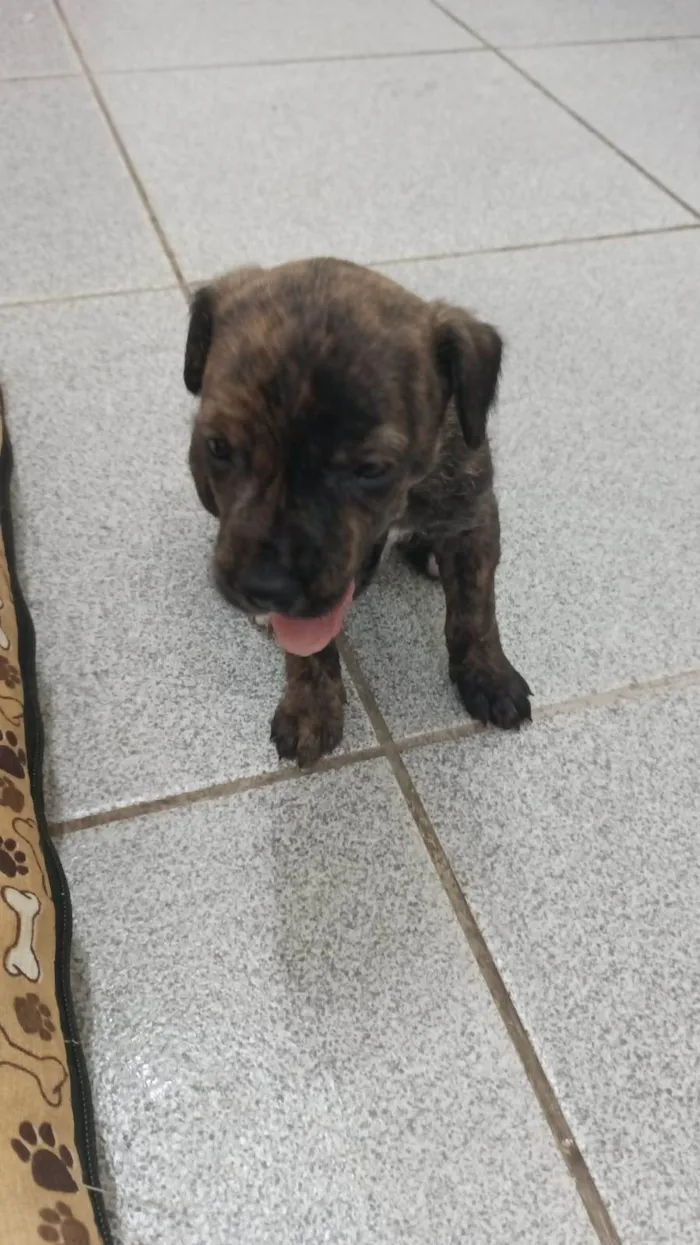 Cachorro raça SRD idade Abaixo de 2 meses nome filhotes