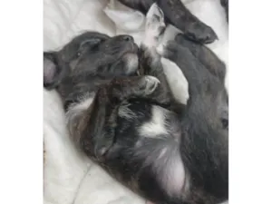 Cachorro raça SRD idade Abaixo de 2 meses nome filhotes